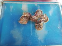 Perlenzucht, Vietnam 