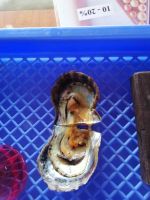 Perlenzucht wird erklärt, Vietnam 