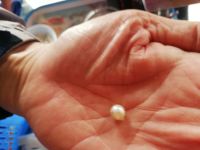 Hier ist die - die Perle, Vietnam 