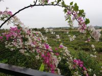 Ausblick Richtung Halong Buch - und die schöne Bougainvillea