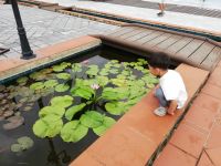 Seerosenteich, Viktoria Beach Resort, Hoi An 