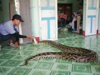 Besuch Bauernfamilie - Phyton Zucht, Mekong Delta