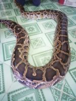 Phyton Zucht, Mekong Delta