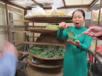 Seidenfabrik - die Seidenraupen, Hoi An, Vietnam