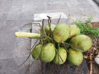 Wasserkokosnuss - Vietnam