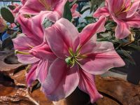 29. Ethnologisches Museum