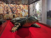 35. Tempel am Hoan Kiem See