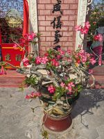 132. Stadtrundgang Hoi An