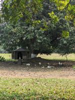 191. Kaiserpalast & Verbotene Stadt Hue