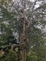 206. Thien Mu Pagode