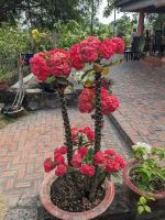 333.Mittagessen Rückweg Saigon