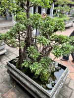 26 Literaturtempel - Bonsai