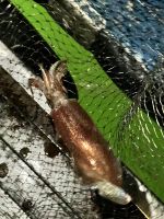 55 Tintenfischangeln