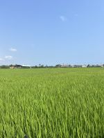70 Fahrradtour - Reisfeld