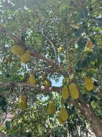 71 Fahrradtour - Jackfruit