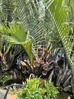 77 Bootsfahrt - Kokossnussbaum