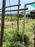 78 Kochkurs - Gemüsegarten