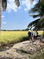 174 Unterwegs im Mekong - Reisfelder