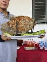 184 Unterwegs im Mekong - Elefantenohrfisch