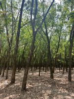 189 Cu Chi Ausflug - Magrovenwald