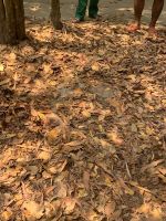 203 - Cu Chi Ausflug - Versteck