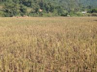 Entenfamilie im Reisfeld