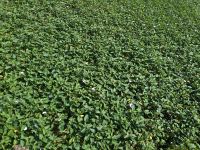 Morning Glory (Wasserspinat)