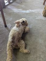 Hundebesuch beim Mittagessen