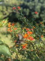 Schmetterling im Resort