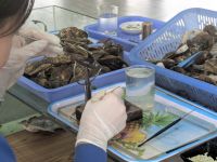 Halong Pearl - Perlenzucht