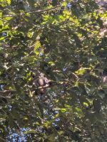 Angkor Centre for Conversation of Biodiversity - Languren