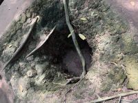 Cu Chi Tunnel, Südvietnam (4)