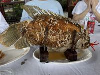 Elefantenohrfisch, Mekong Delta