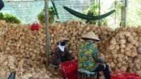 Kokosnussverarbeitung, Mekong Delta (3)