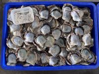 Perlenfarm, Halong Bucht (2)