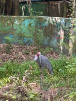 Kambodscha - Siem Reap, Naturschutzzentrum