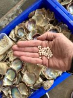 Vietnam - Halong Bucht, Perlenzucht