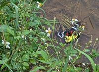 Schmetterling im Pomcong Dorf 