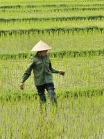 Reisfelder pflegen &ndash; &copy; Jürgen Müller (Eberhardt TRAVEL)