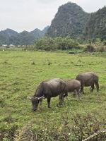 Besuch der Cat Ba Insel &ndash; &copy; Jürgen Müller (Eberhardt TRAVEL)