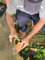 Wasserkokusnüsse &ndash; &copy; Jürgen Müller (Eberhardt TRAVEL)