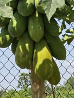 Agrarbetrieb im Mekong Delta &ndash; &copy; Jürgen Müller (Eberhardt TRAVEL)