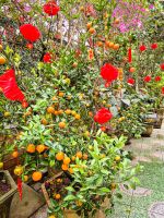 Kumquatbäume mit traditioneller Dekoration an einem Rastplatz, Vietnam &ndash; &copy; Marie Dittrich (Eberhardt TRAVEL)