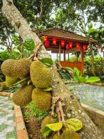 Jackfrucht an einem Baum an einem Rastplatz auf dem Weg in die Bergregion, Vietnam &ndash; &copy; Marie Dittrich (Eberhardt TRAVEL)