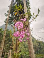 Orchideen an einem Baum entlang des Wanderwegs nach Kho Muong, Vietnam &ndash; &copy; Marie Dittrich (Eberhardt TRAVEL)