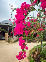 Blühende Bougainvillea entlang einer Dorfstraße im Dorf Mai Hich in der Region Mai Chau, Vietnam &ndash; &copy; Marie Dittrich (Eberhardt TRAVEL)