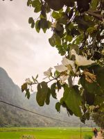 Blühender Baum mit Blick auf Reisfelder und Berge auf dem Weg nach Kho Muong, Vietnam &ndash; &copy; Marie Dittrich (Eberhardt TRAVEL)