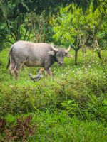 Wasserbüffel auf einer Wiese in einem Dorf in der Region Mai Chau, Vietnam &ndash; &copy; Marie Dittrich (Eberhardt TRAVEL)