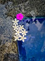 Blumen im Pool im Prince Angkor Hotel & Spa, Kambodscha &ndash; &copy; Marie Dittrich (Eberhardt TRAVEL)