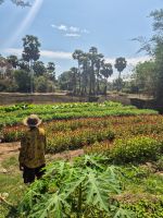 Fahrradtour in Siem Reap, Kambodscha &ndash; &copy; Marie Dittrich (Eberhardt TRAVEL)